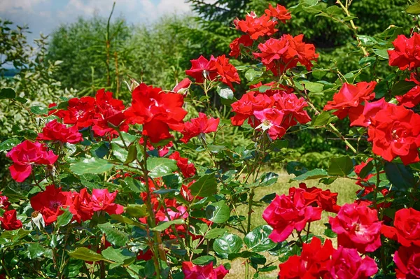 Χρώμα φόντου τριαντάφυλλα — Φωτογραφία Αρχείου