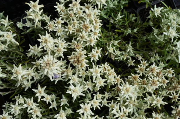 Edelweiss çiçek doku — Stok fotoğraf