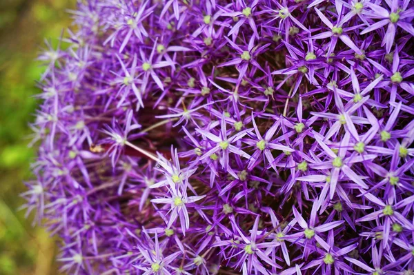garlic flower texture