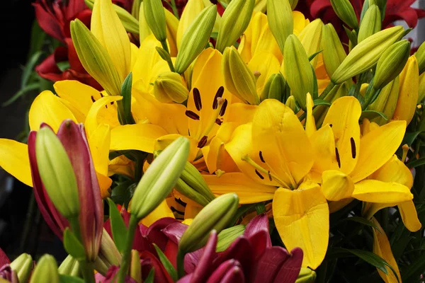 Žluté květy lilie textura — Stock fotografie