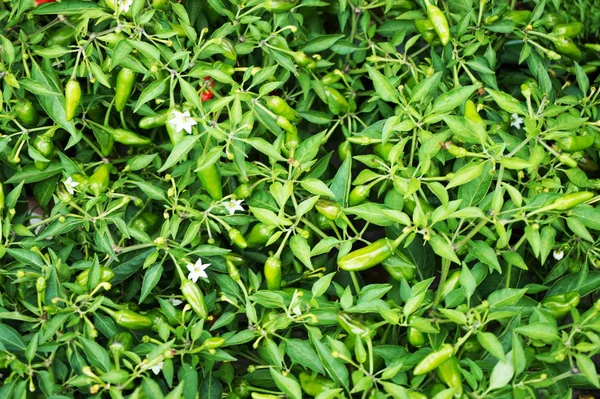 Consistenza della pianta pepe verde — Foto Stock