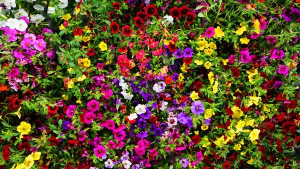 Calibrachoa Millones de campanas fondo de la flor — Foto de Stock