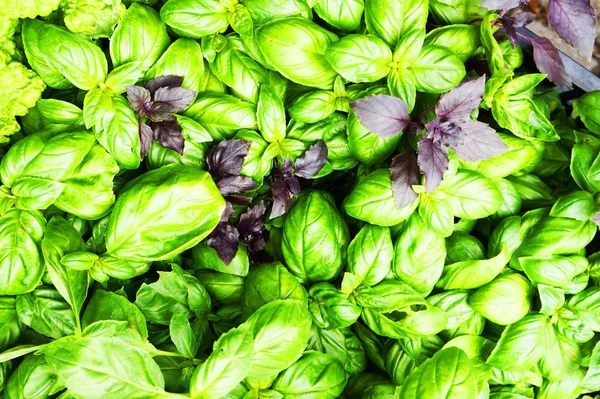 Green and red basil texture — Stock Photo, Image