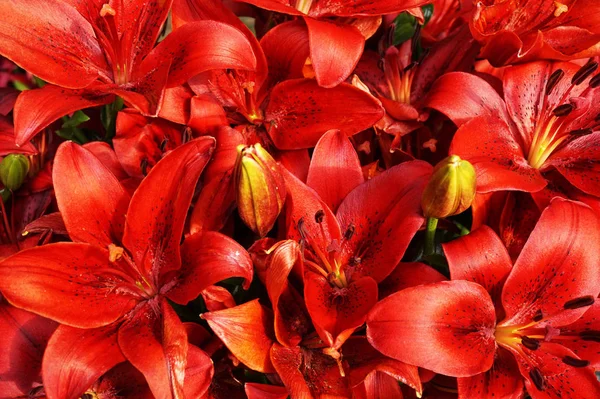 赤いリリー植物の質感 — ストック写真