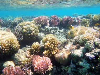 Mısır'daki mercan resifi