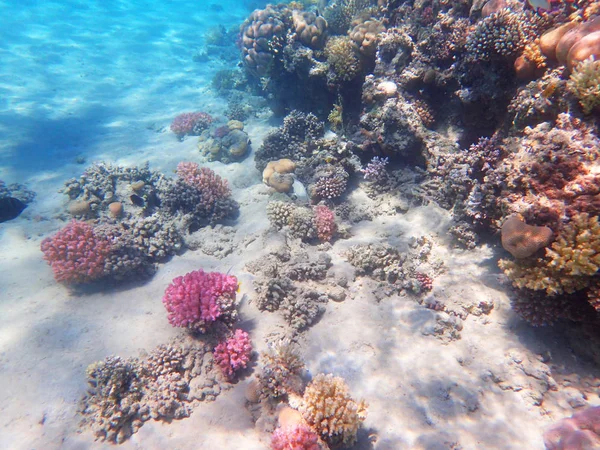 Barriera corallina in Egitto — Foto Stock