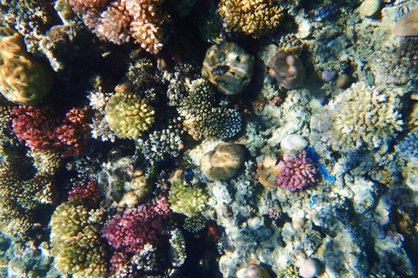 Κοραλλιογενή ύφαλο στην Αίγυπτο — Φωτογραφία Αρχείου