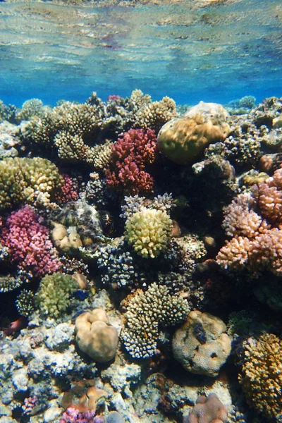 Mısır'daki mercan resifi