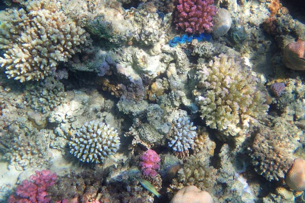 Mısır'daki mercan resifi