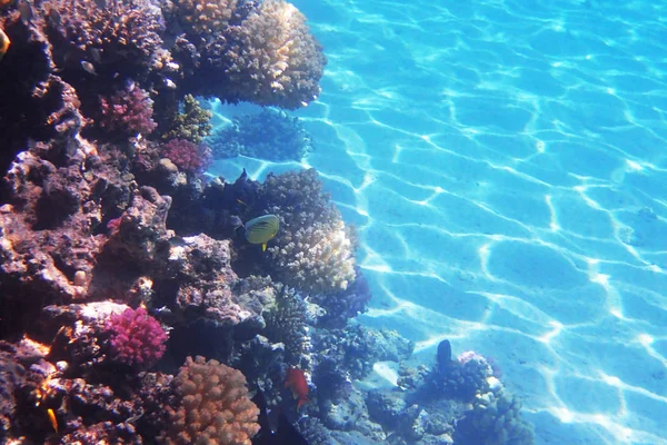 Arrecife de coral en Egipto — Foto de Stock