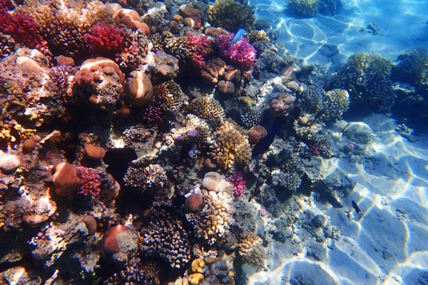 Mısır'daki mercan resifi