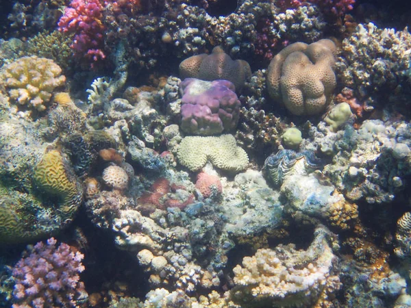 Coral reef Egyiptomban — Stock Fotó