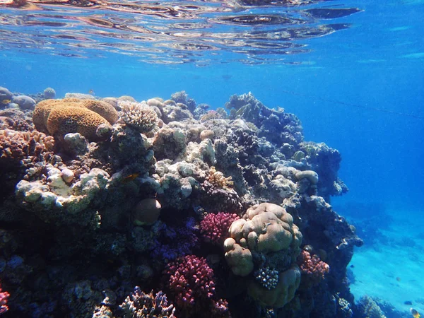 Korallenriff in Ägypten — Stockfoto
