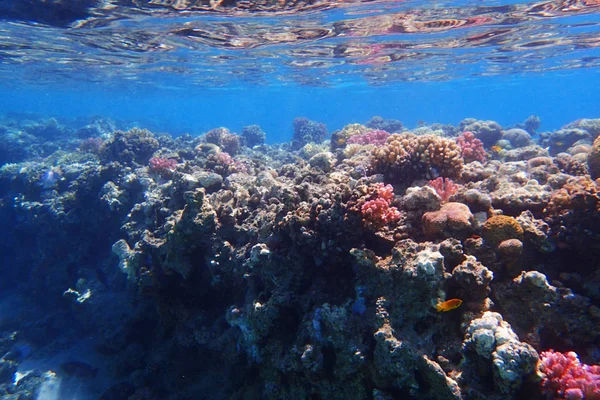 Coral reef in egypt — Stock Photo, Image