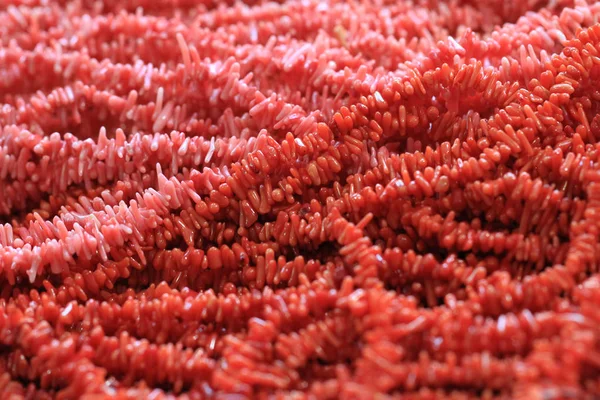 Textura de joyería de coral — Foto de Stock