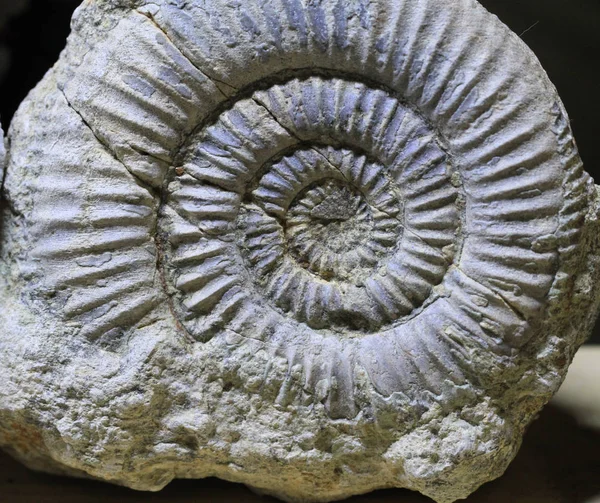 アンモナイト化石のテクスチャ — ストック写真