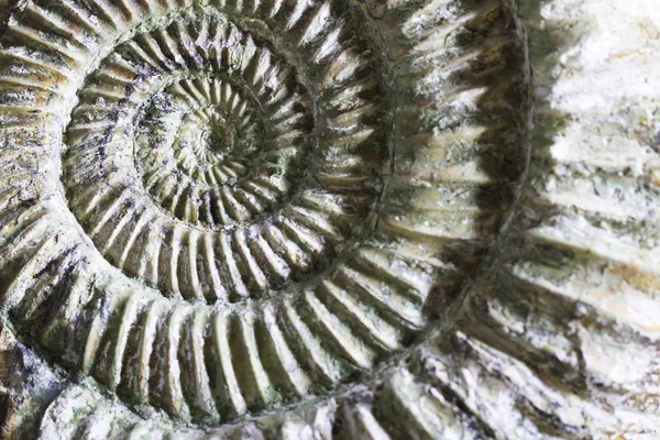 Fossiel ammoniet-textuur — Stockfoto