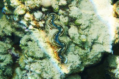 Mısır'daki mercan resifi