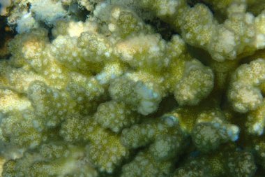 mısır denizinden mercan doku