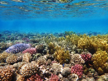 Mısır'daki mercan resifi