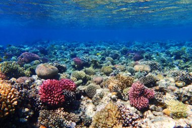 Mısır'daki mercan resifi