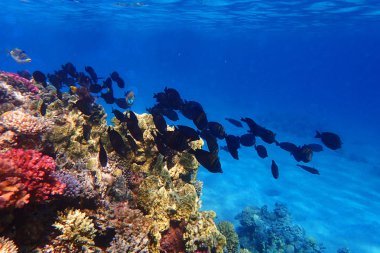 Mısır'daki mercan resifi