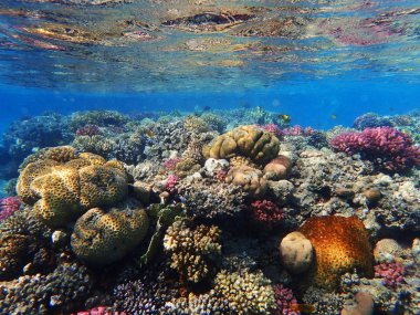 Mısır'daki mercan resifi