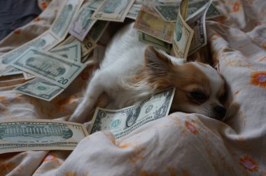 chihuahua para ile yatakta dinleniyor