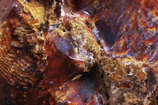 Textura mineral de opalite de madeira — Fotografia de Stock