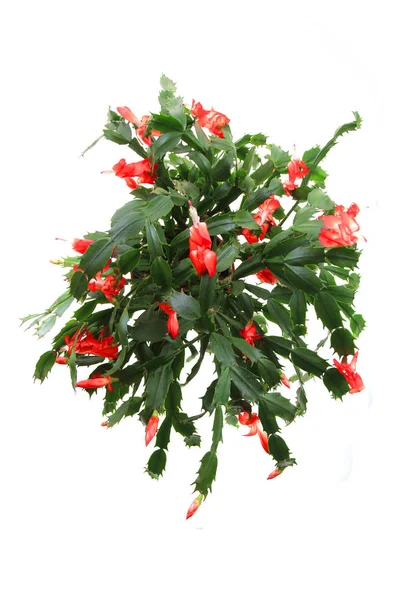 Cactus de Navidad aislado — Foto de Stock