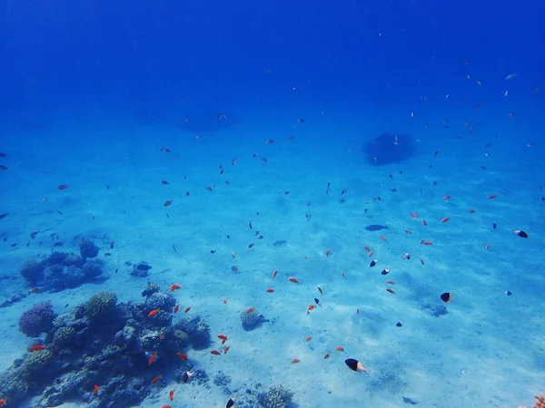 Récif corallien en Egypte — Photo