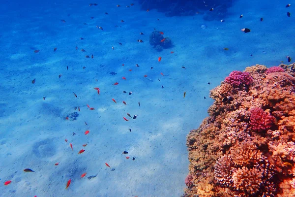 Coral reef Egyiptomban — Stock Fotó