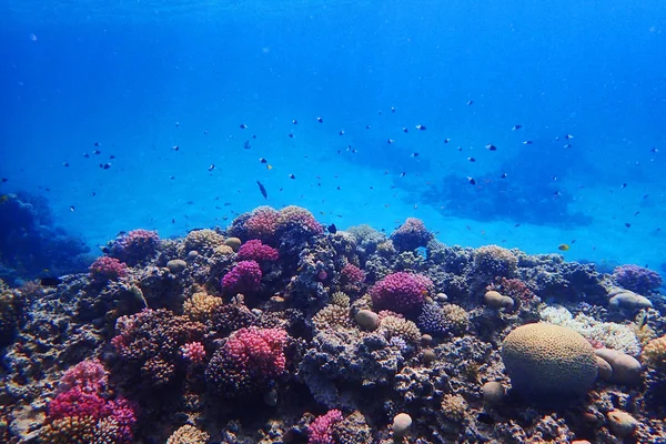 Recifes de coral no egito — Fotografia de Stock
