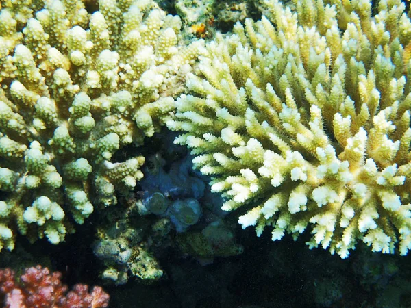 来自埃及海的珊瑚质地 — 图库照片