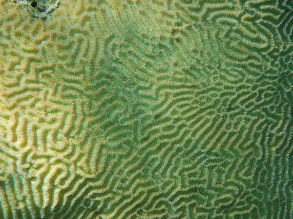 Textura de coral del mar egipcio — Foto de Stock