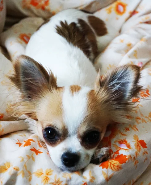 Chihuahua repose dans le lit — Photo