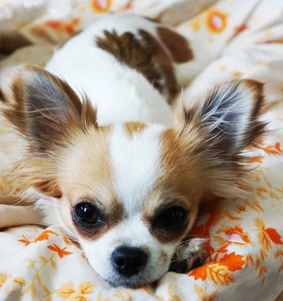 Chihuahua odpoczywa w łóżku — Zdjęcie stockowe