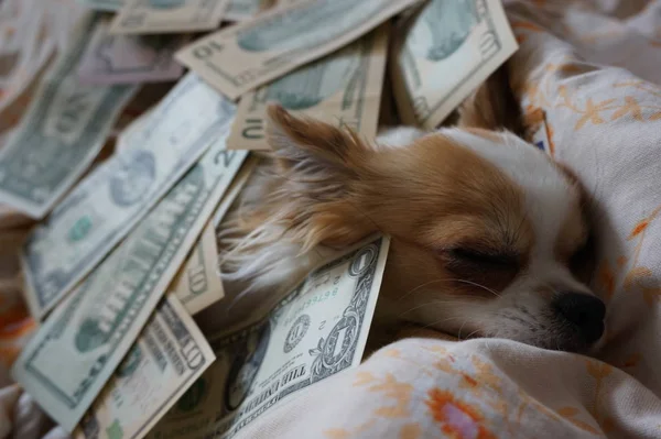Чихуахуа отдыхает в постели с деньгами — стоковое фото
