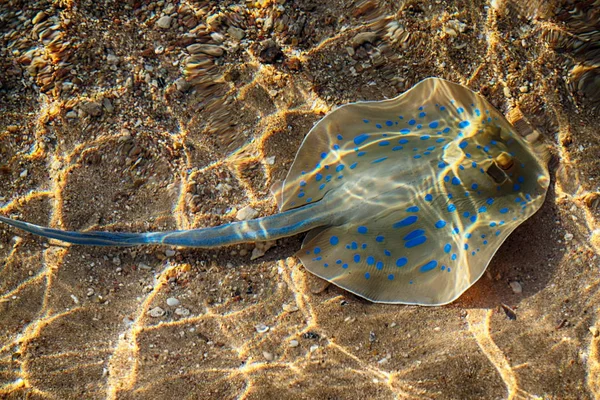 Taeniura lymma Fisch in Ägypten — Stockfoto