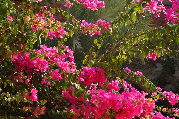 Bougainvillea roślin jako bardzo ładne tekstury — Zdjęcie stockowe