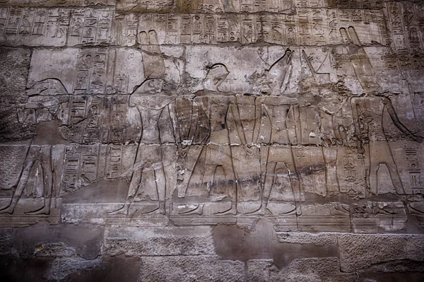 Textura jeroglífica de karnak de Egipto — Foto de Stock