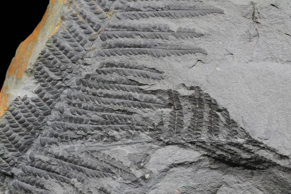 Fern fossiele textuur — Stockfoto