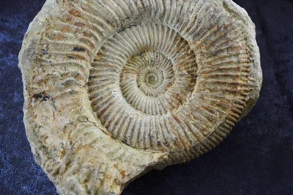 Ammonit fossila konsistens — Stockfoto