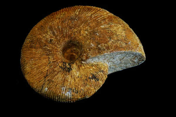 Ammonite fossil texture — Stock Photo, Image