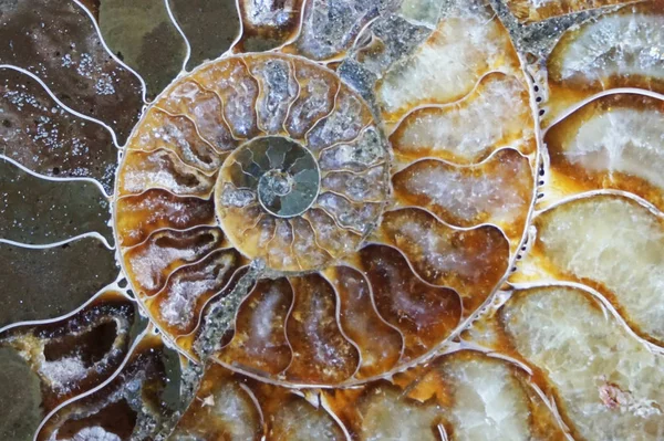 Ammonite struttura fossile — Foto Stock