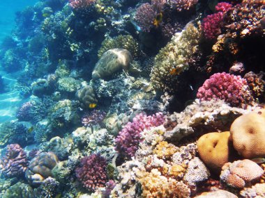 Mısır'daki mercan resifi