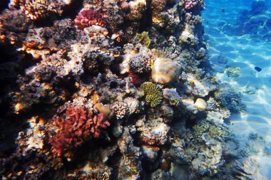 Mısır'daki mercan resifi