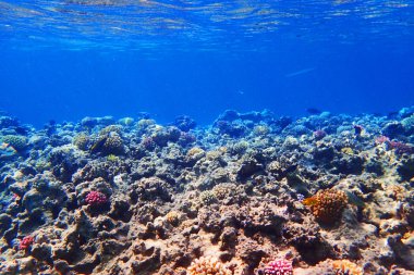 Mısır'daki mercan resifi