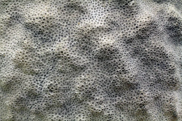 Textura fósil de coral — Foto de Stock