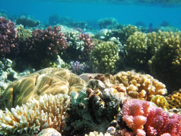 Mısır'daki mercan resifi